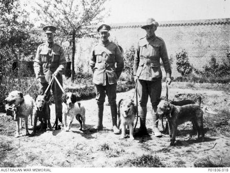 2/ADSC messenger dogs - 50Kb jpg